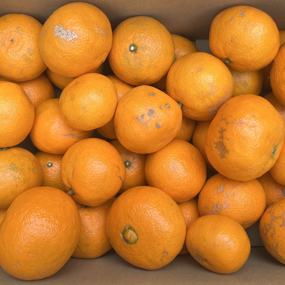 【春みかん】和歌山有田産カラマンダリン約5kg(サイズ混合　ご家庭用)