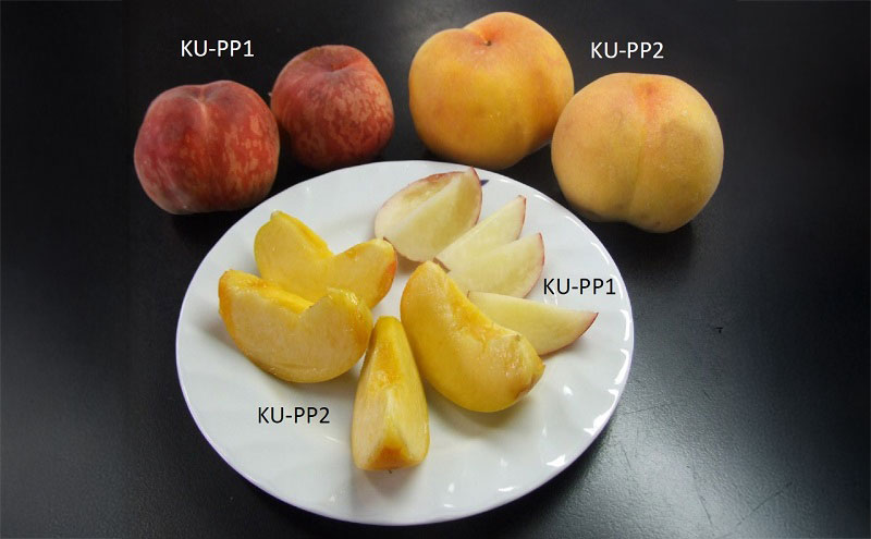 桃 2026年 先行予約 瀬戸の朝凪 KU-PP1 約1.2kg 7～8玉 新品種 モモ もも フルーツ 果物 岡山 赤磐市産