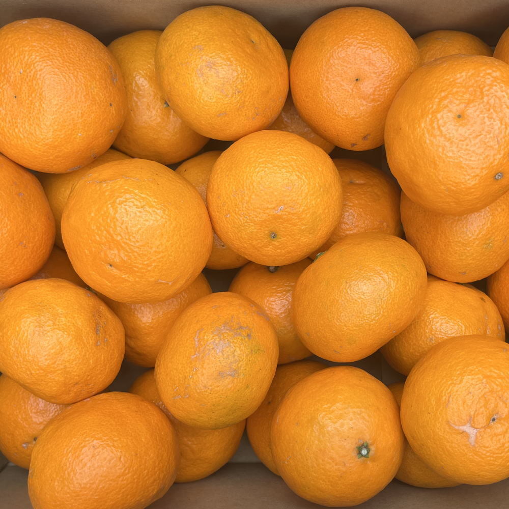 【春みかん】和歌山有田産カラマンダリン約5kg(サイズおまかせ)