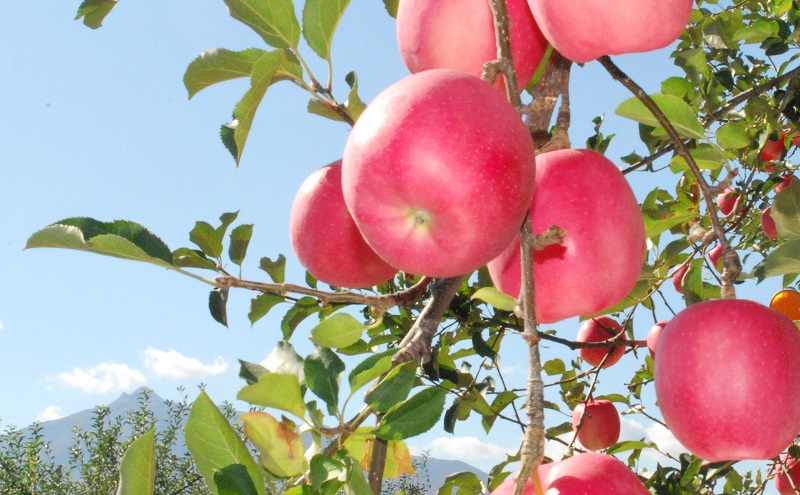 りんご 【 1月発送 】 家庭用 旬のりんご 品種おまかせ 約 10kg 2品種～5品種 果物類 フルーツ 林檎 リンゴ 鶴田町 青森県 おやつ デザート