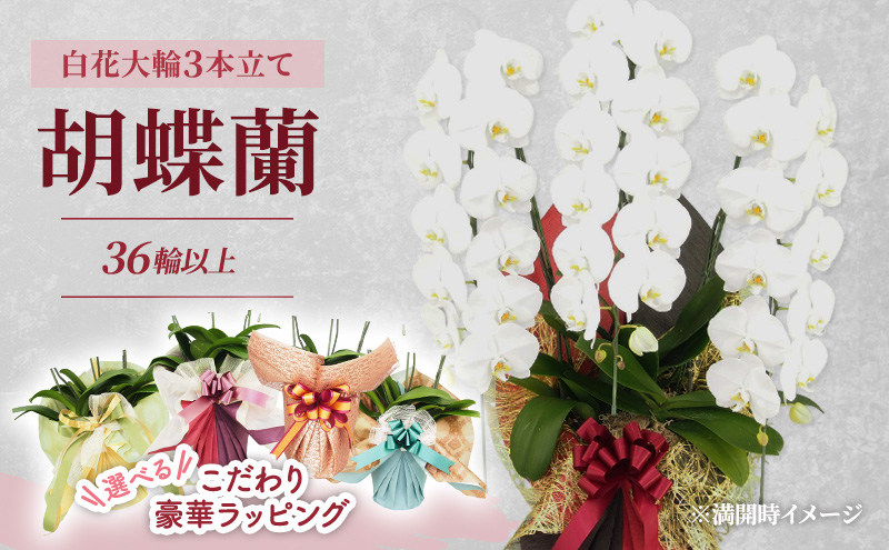 [選べるこだわり豪華ラッピング]赤平長持ち胡蝶蘭白花大輪3本立て (36輪以上) 胡蝶蘭 花 ギフト プレゼント お祝い 贈り物 インテリア 植物