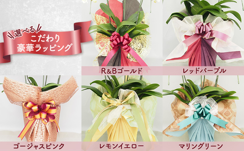 【選べるこだわり豪華ラッピング】赤平長持ち胡蝶蘭白花大輪3本立て (36輪以上) 胡蝶蘭 花 ギフト プレゼント お祝い 贈り物  インテリア 植物