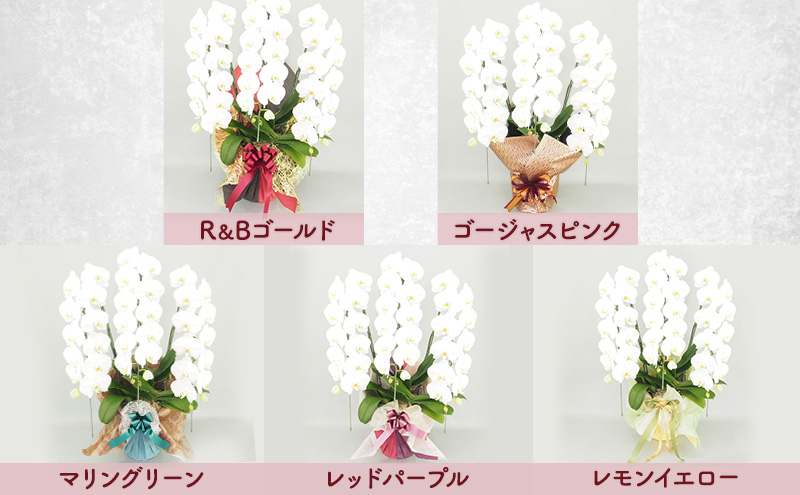 【選べるこだわり豪華ラッピング】赤平長持ち胡蝶蘭白花大輪3本立て (36輪以上) 胡蝶蘭 花 ギフト プレゼント お祝い 贈り物  インテリア 植物