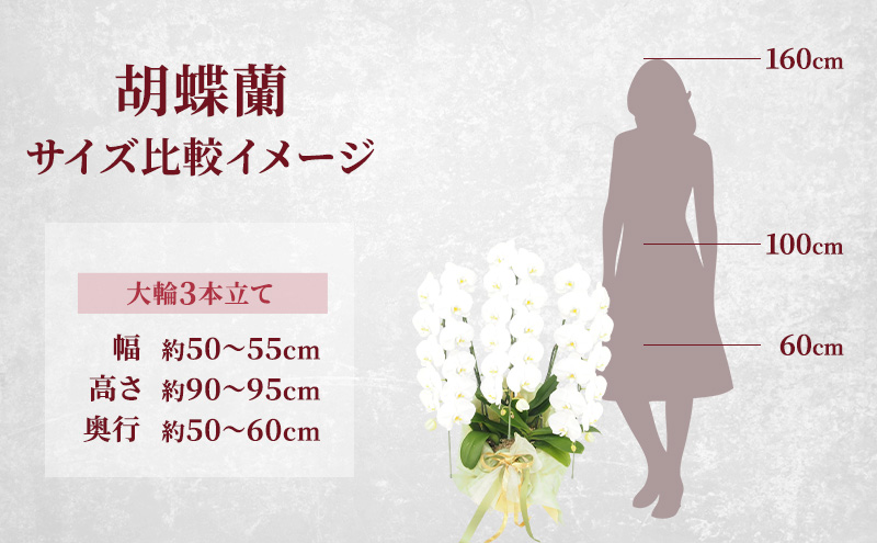 【選べるこだわり豪華ラッピング】赤平長持ち胡蝶蘭白花大輪3本立て (36輪以上) 胡蝶蘭 花 ギフト プレゼント お祝い 贈り物  インテリア 植物