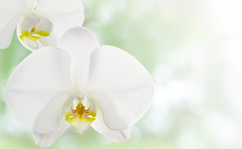 【選べるこだわり豪華ラッピング】赤平長持ち胡蝶蘭白花大輪3本立て (36輪以上) 胡蝶蘭 花 ギフト プレゼント お祝い 贈り物  インテリア 植物