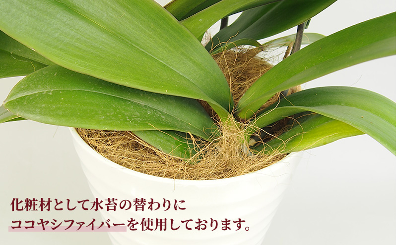 【選べるこだわり豪華ラッピング】赤平長持ち胡蝶蘭白花大輪3本立て (36輪以上) 胡蝶蘭 花 ギフト プレゼント お祝い 贈り物  インテリア 植物