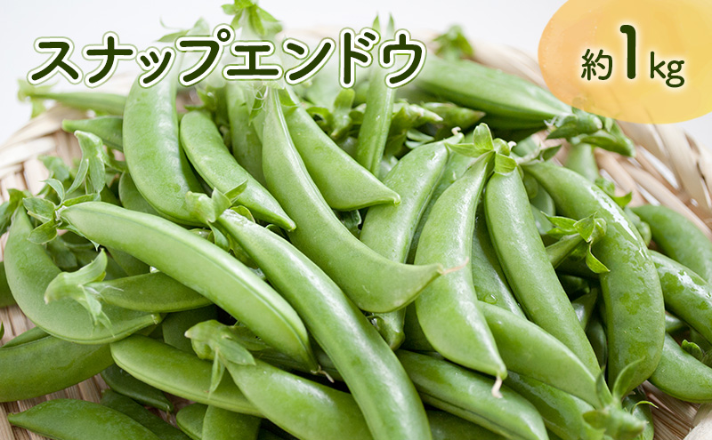 ykCxǖszys\z sn揇t  xǖsY Xibvǂ 1kg  { VN xǖ GhE  XibNGhE Xibv ǂ ӂ R_
