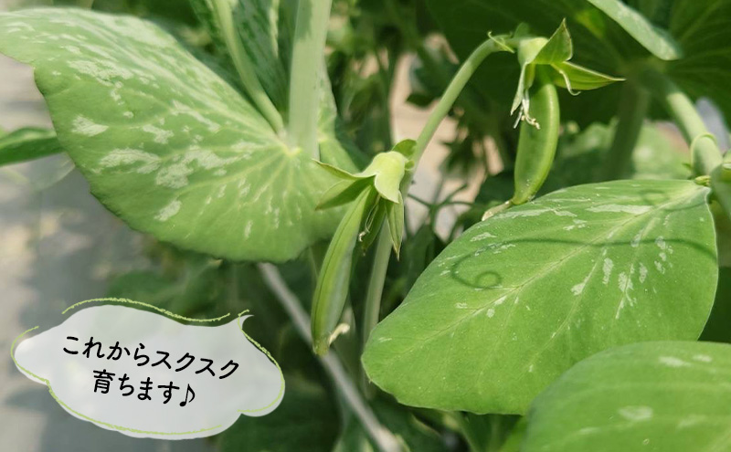 【先行予約】 《収穫次第順次発送》  富良野市産 スナップえんどう 1kg 野菜 旬 新鮮 富良野 エンドウ 豆 スナックエンドウ スナップ えんどう豆 ふらの 畠山農園