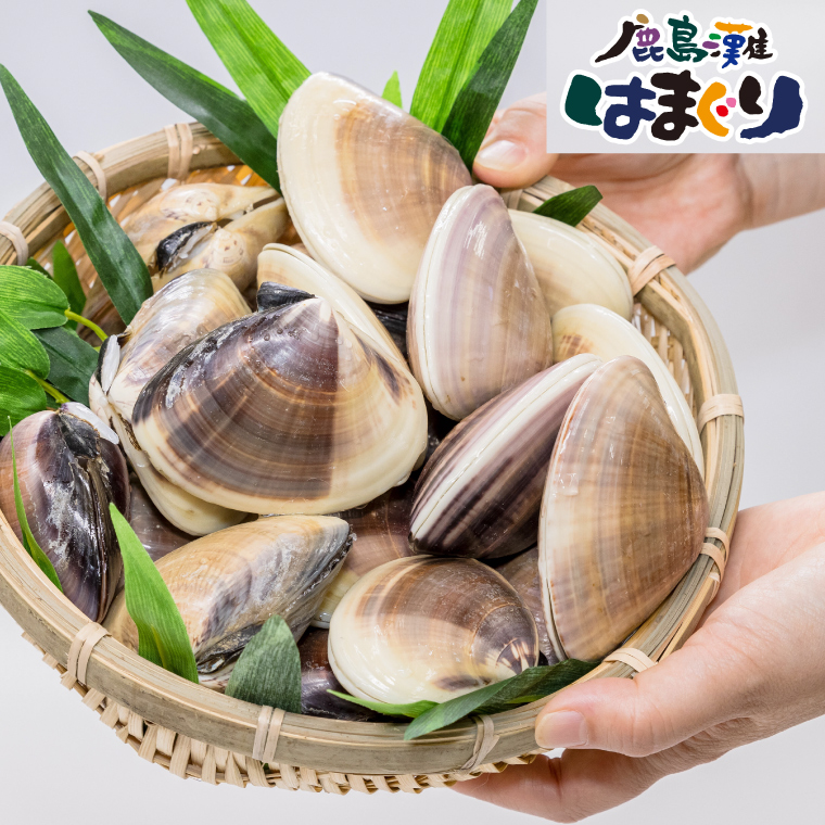 鹿島灘はまぐり【ハマグリ 蛤 海鮮 貝 魚貝 鹿嶋市 茨城県 20000円以内 2万円以内）（KM-2）