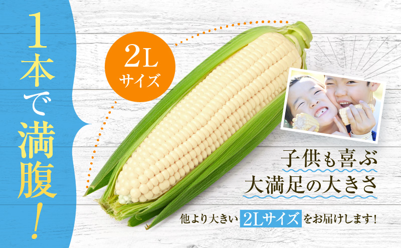 とうもろこしページ2 セゾン限定】【2025年7月中旬～発送】北海道 富良野産 ホワイト