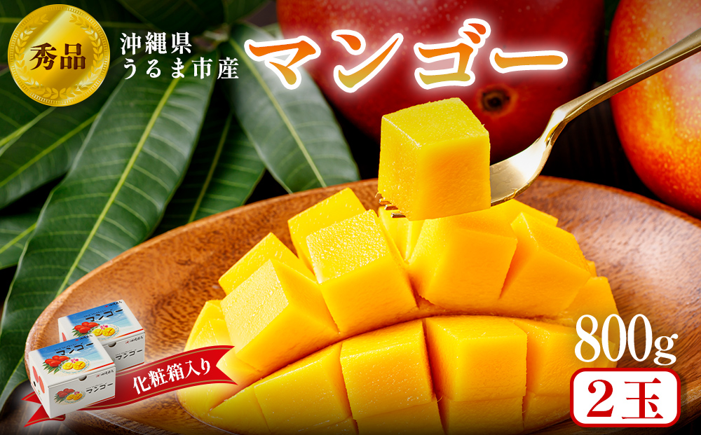 沖縄県 うるま市産 完熟 マンゴー 秀品 800g【2026年発送】