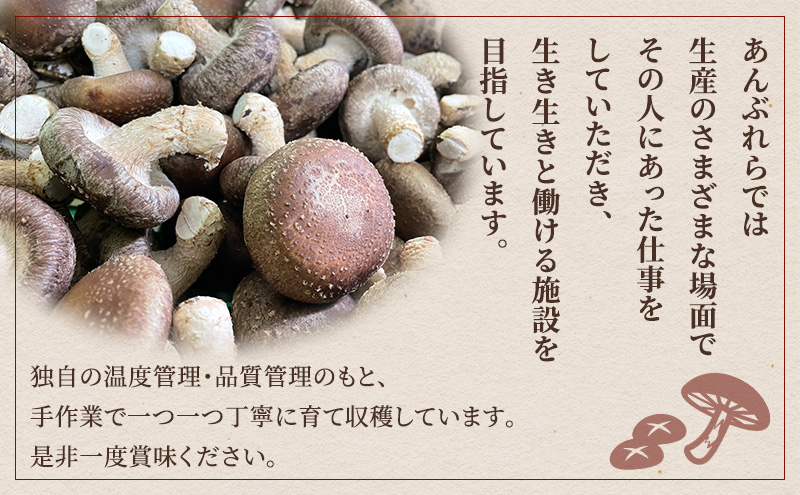 【遠州どまんなかしいたけ】 生しいたけ・乾燥しいたけセット (生しいたけ 約400g , 乾燥しいたけ　丸小 30g1袋 , スライス 小35g2袋)　干し椎茸 産地直送 国産 料理 素材 出汁 日本料理 就労支援 福祉 静岡 袋井