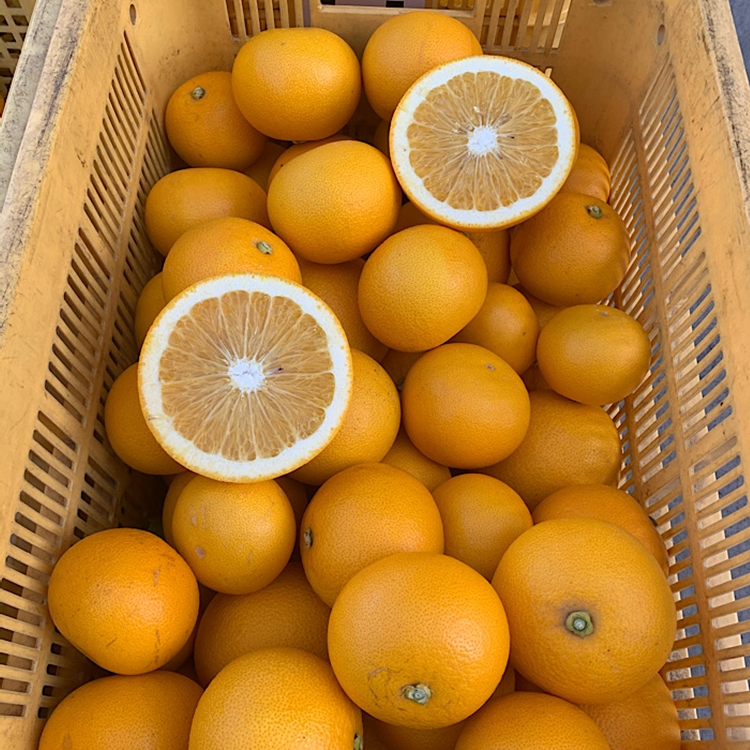 【まごころ手選別】有田の八朔(はっさく)約10kg(S～4Lサイズ混合)家庭用 ※2026年1月上旬～3月下旬頃に順次発送予定