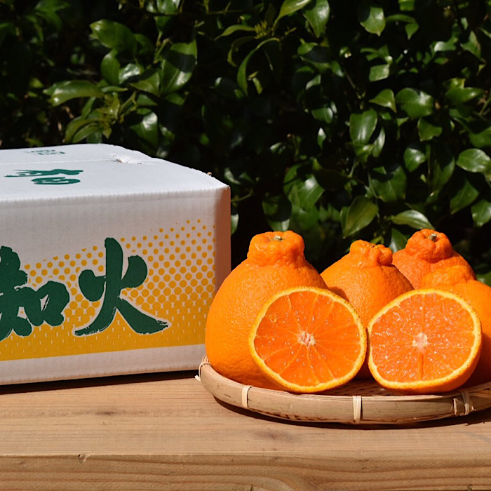 【まごころ手選別】和歌山産　有田の不知火(しらぬひ)18玉～24玉 ※2026年2月上旬～4月下旬頃に順次発送予定