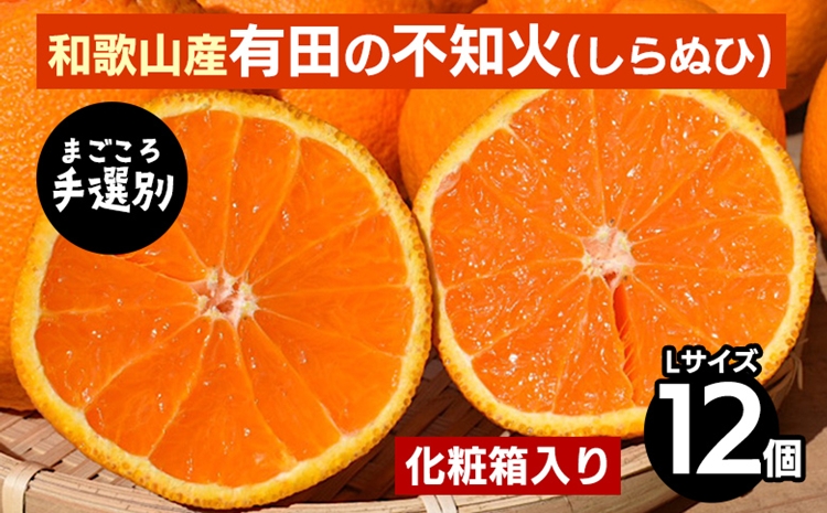 ya̎Rlzy܂Iʁza̎RY@Lc̕sm(ʂ) ϔ(t[cLbvt)LTCY12 2026N2{`4{ɏ\