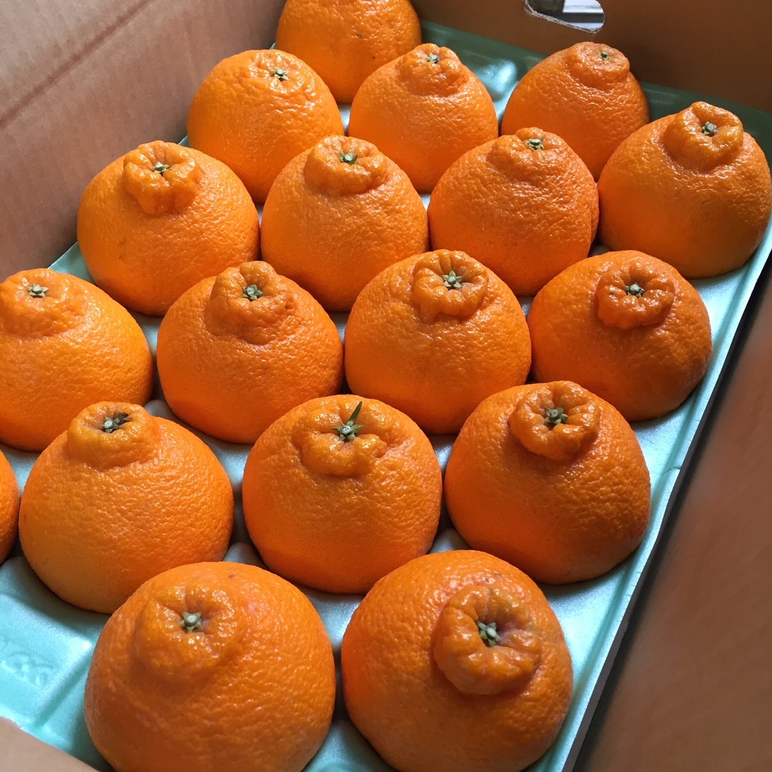 【まごころ手選別】和歌山産　有田の不知火(しらぬひ) 化粧箱(フルーツキャップ付き)Lサイズ12個入り ※2026年2月上旬～4月下旬頃に順次発送予定