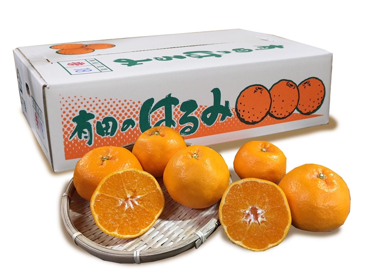 【まごころ手選別】和歌山産　有田のはるみ　約5kg　12玉～24玉 ※2026年1月中旬～2月下旬頃に順次発送予定