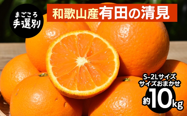 【まごころ手選別】和歌山産　有田の清見　10kg(S～2Lサイズ)サイズおまかせ ※2026年3月上旬～4月下旬頃に順次発送予定