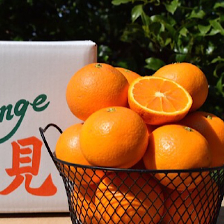 【まごころ手選別】和歌山産　有田の清見　約10kg(2S～3Lサイズ混合)【家庭用】 ※2026年3月上旬～4月下旬頃に順次発送予定