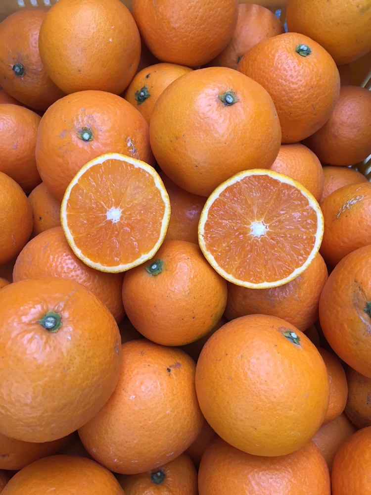 【まごころ手選別】和歌山産　有田の清見　約10kg(2S～3Lサイズ混合)【家庭用】 ※2026年3月上旬～4月下旬頃に順次発送予定