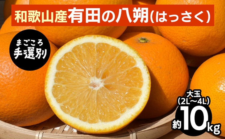 【まごころ手選別】有田のはっさく・10kg大玉(2L～4L) ※2026年1月上旬～3月下旬頃に順次発送予定