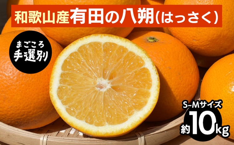 【まごころ手選別】有田のはっさく【八朔】約10kg　S～Mサイズ ※2026年1月上旬～3月下旬頃に順次発送予定