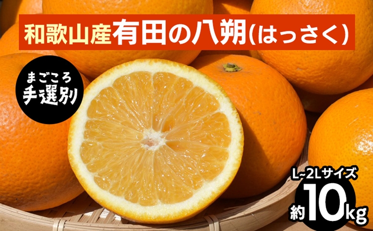 【和歌山県美浜町】【まごころ手選別】有田のはっさく【八朔】約10kg L〜2Lサイズ ※2026年1月上旬〜3月下旬頃に順次発送予定