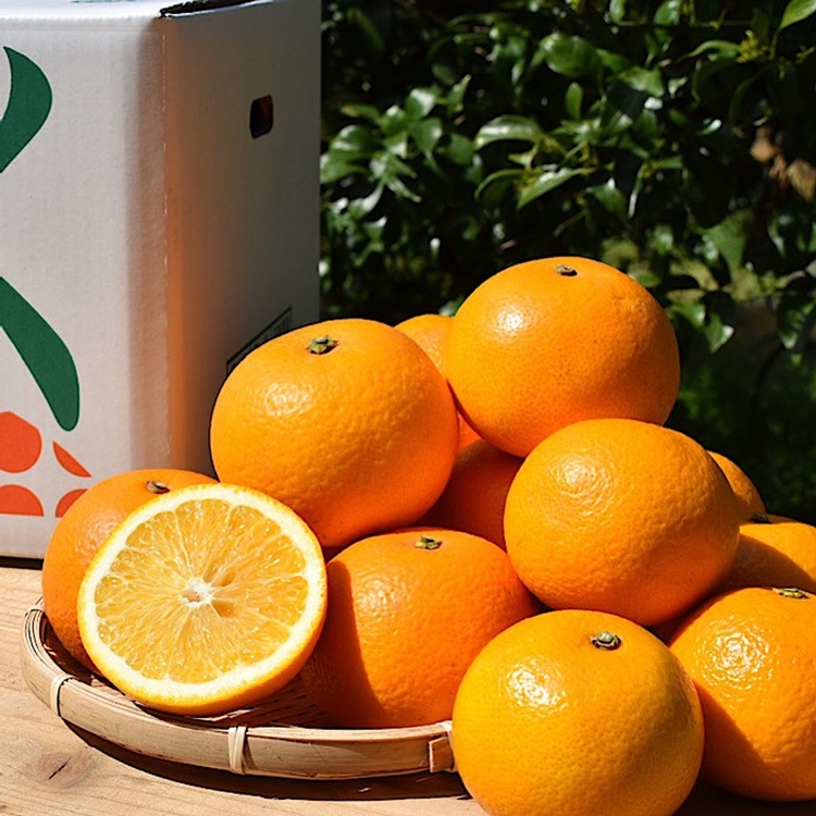 【まごころ手選別】有田のはっさく【八朔】約10kg　L～2Lサイズ ※2026年1月上旬～3月下旬頃に順次発送予定