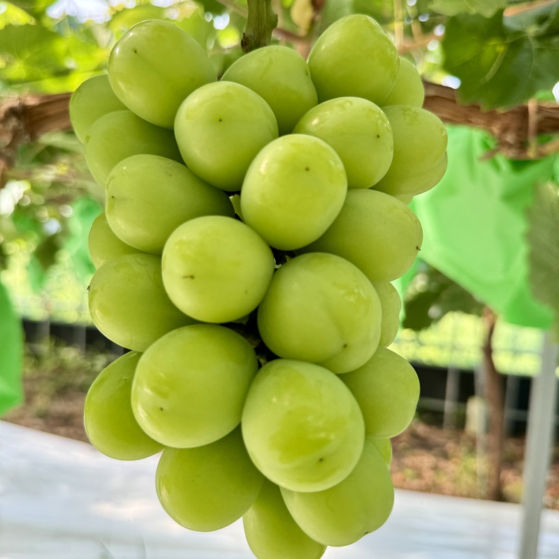 ぶどう 2026年 先行予約 話題の品種 富士の輝＆こだわりのシャインマスカット 贈答ランク 合計約1.2kg ブドウ 葡萄 岡山県産 国産 フルーツ 果物 ギフト 【 Nini farm 農家 直送 】