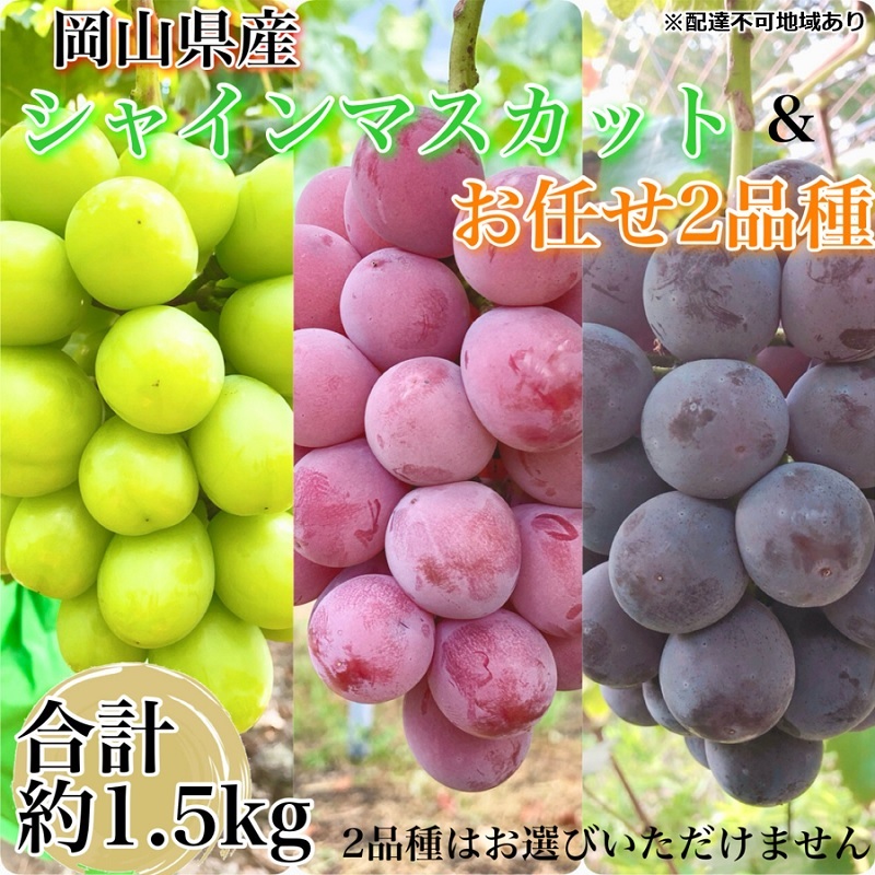 yR˓szԂǂ 2026N s\ _Ƃ̃VC}XJbgC2i  3[v1.5kg uhE  RY Y t[c ʕ Mtg y Nini farm _  z