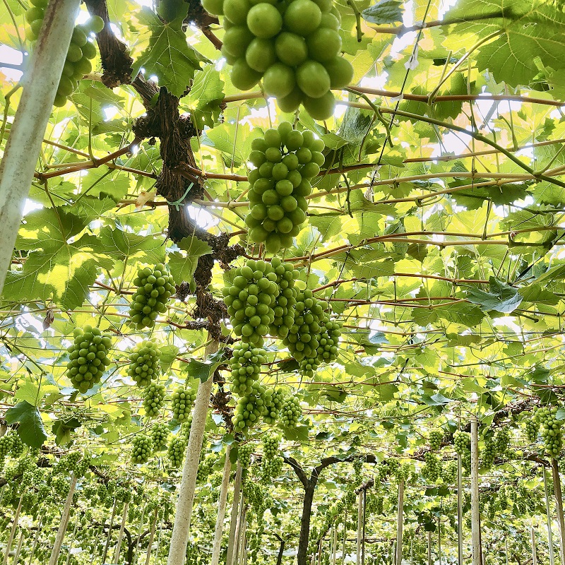 ぶどう 2026年 先行予約 農家こだわりのシャインマスカット＆お任せ2品種  3房合計約1.5kg ブドウ 葡萄 岡山県産 国産 フルーツ 果物 ギフト 【 Nini farm 農家 直送 】