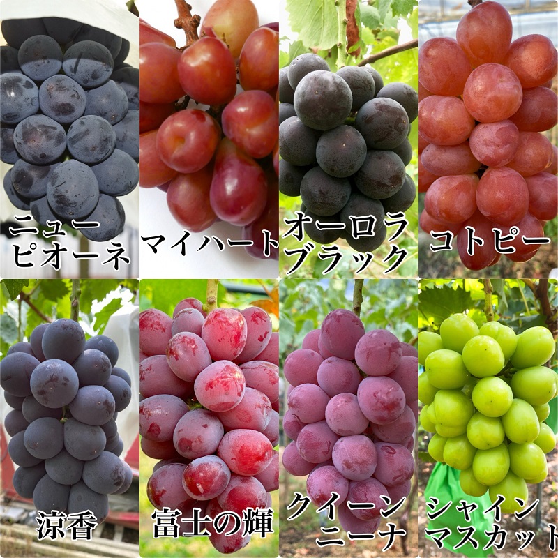 ぶどう 農家こだわりのシャインマスカット＆お任せ2品種  3房合計約1.5kg ブドウ 葡萄 岡山県産 国産 フルーツ 果物 ギフト 【 Nini farm 農家 直送 】