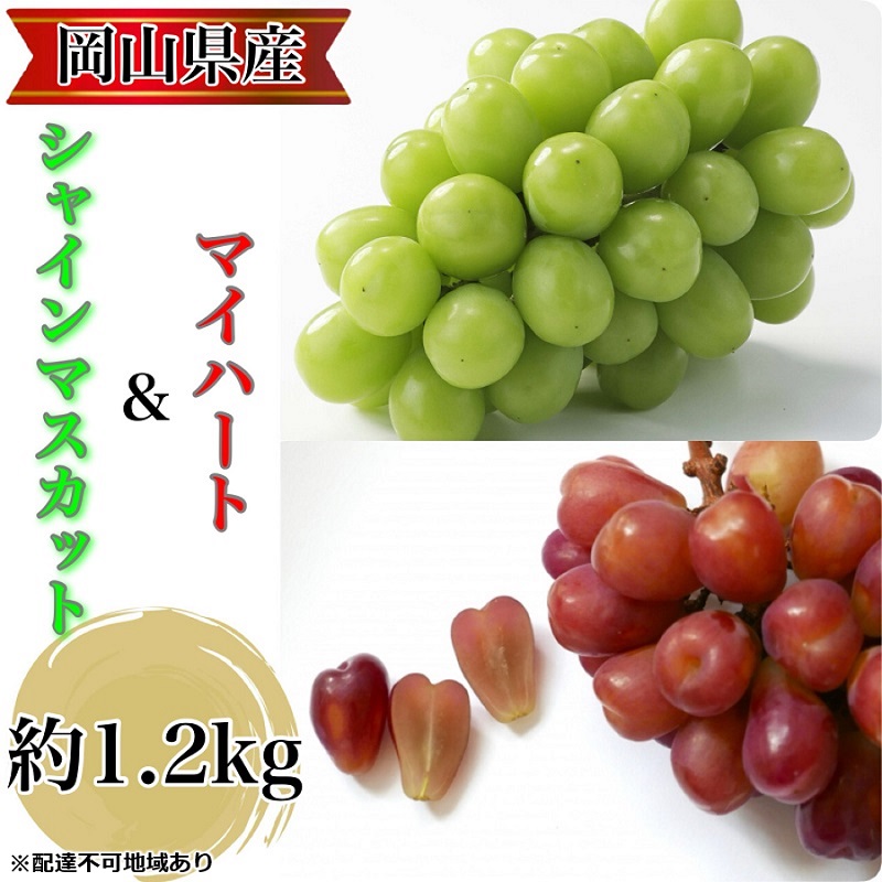 yRʖszԂǂ 2026N s\ _Ƃ̃VC}XJbgn[g^̃}Cn[g  v1.2kg uhE  RY Y t[c ʕ Mtg y Nini farm _  z