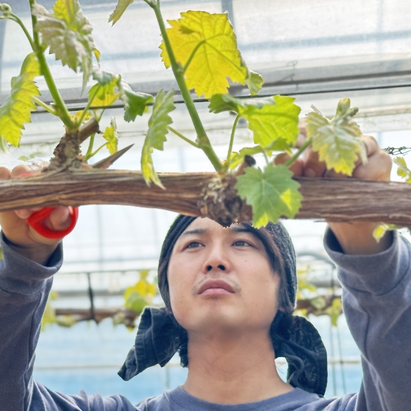 ぶどう 2026年 先行予約 話題の品種 富士の輝＆こだわりのシャインマスカット 贈答ランク 合計約1.2kg ブドウ 葡萄 岡山県産 国産 フルーツ 果物 ギフト 【 Nini farm 農家 直送 】