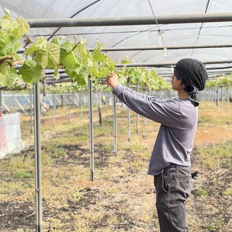 ぶどう 2026年 先行予約 話題の品種 富士の輝＆こだわりのシャインマスカット 贈答ランク 合計約1.2kg ブドウ 葡萄 岡山県産 国産 フルーツ 果物 ギフト 【 Nini farm 農家 直送 】