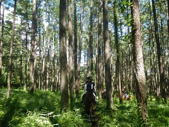 長野県小諸市のふるさと納税 まきば軽井沢　まったり100分乗馬体験　1名様 長野 信州 小諸 大自然 体験チケット