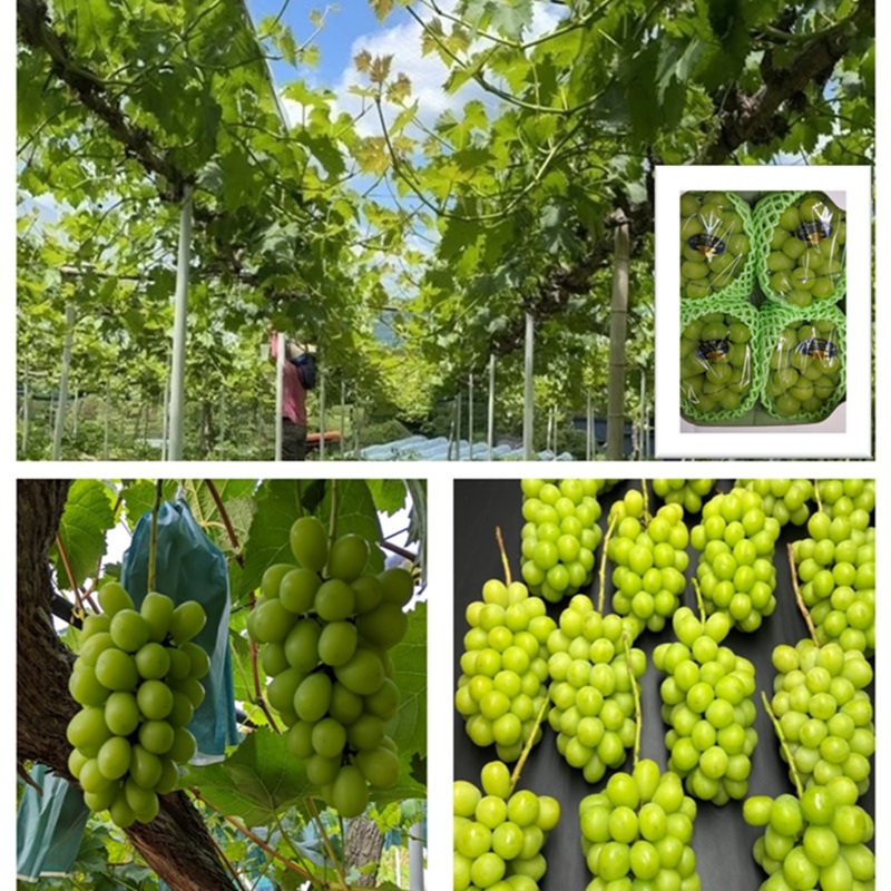 2026年 早期受付 ぶどう ギフトお徳用 シャインマスカット 2kg以上(3～5房) 数量限定 岡山県 高梁市産