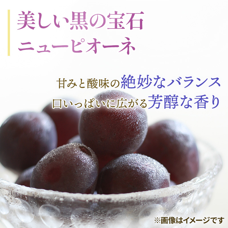 2026年 早期受付 ぶどう ギフトお徳用ニューピオーネ 2kg以上(3～5房) 数量限定　岡山県 高梁市産