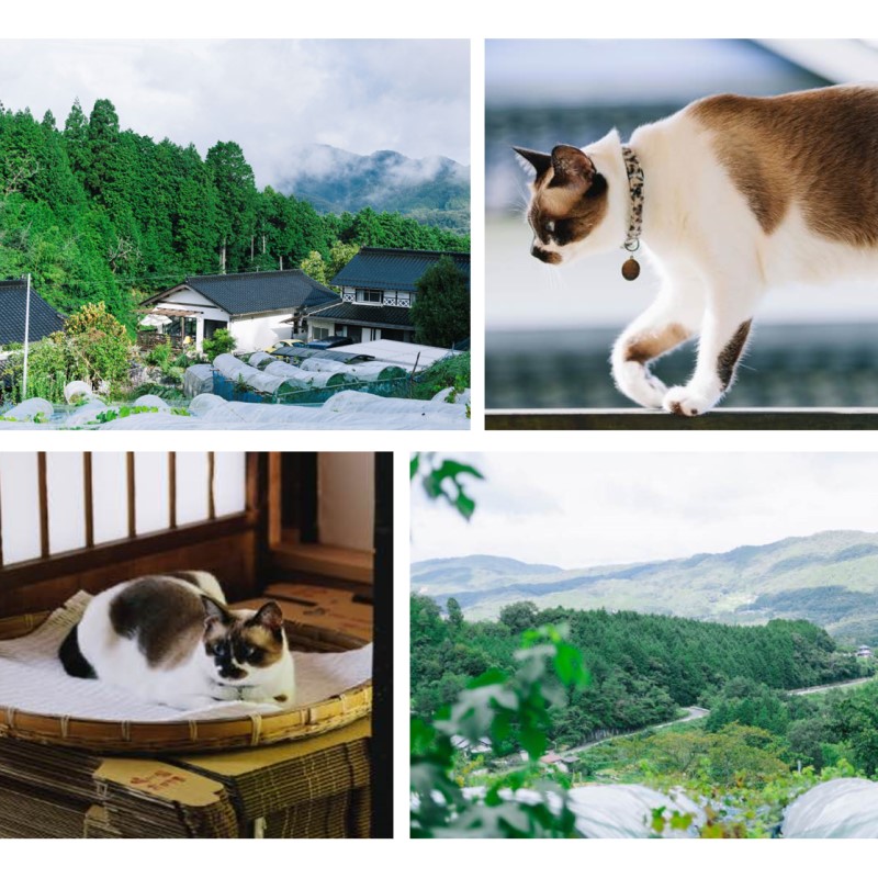 2026年 早期受付 ぶどう ギフトお徳用ニューピオーネ 2kg以上(3～5房) 数量限定　岡山県 高梁市産