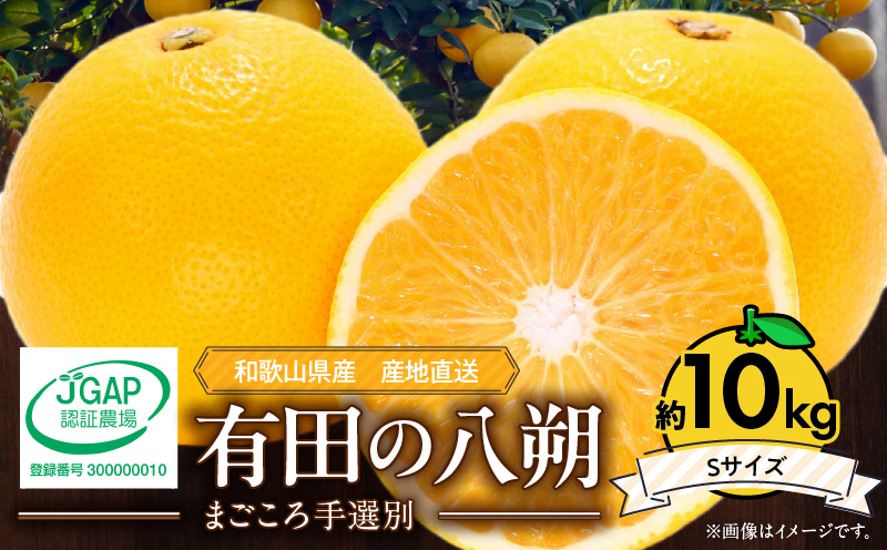 ZE6306n_【先行予約】和歌山県産 有田の 八朔 (はっさく) 6玉 L