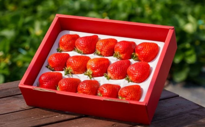 【朝倉市制施行20周年記念企画】 定期便 2回 うるう農園 2026年1月発送 特選 あまおう 400g ゆう美果樹園 2026年9月発送 シャインマスカット 1～3房 約1kg ※配送不可：離島