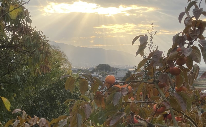 【朝倉市制施行20周年記念企画】  2026年12月発送　訳あり 規格外品　志波の富有柿 約3kg 柿 ※配送不可：離島