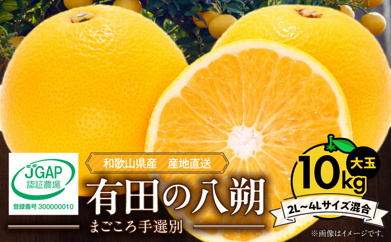 八朔様 リクエスト 6点 まとめ商品 ZE6306n_【先行予約】和歌山県産 有田の 八朔 (はっさく) 6玉 L～2L