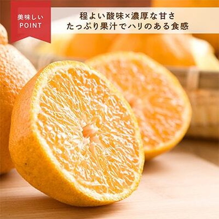 先行受付　不知火　希少な樹上完熟!　秀品大玉　6個入 ※2026年2月下旬～3月下旬頃に順次発送予定