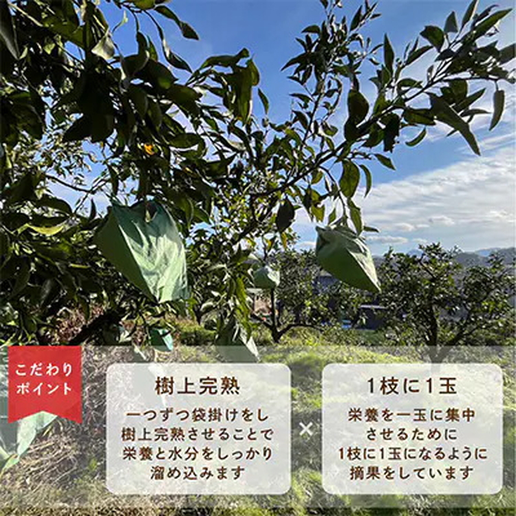先行受付　不知火　希少な樹上完熟!　秀品大玉　6個入 ※2026年2月下旬～3月下旬頃に順次発送予定