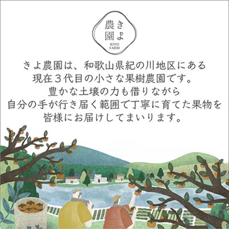 先行受付　不知火　希少な樹上完熟!　秀品大玉　6個入 ※2026年2月下旬～3月下旬頃に順次発送予定