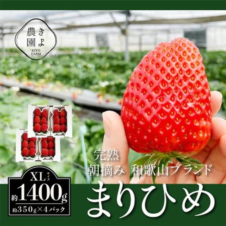 先行受付　大粒まりひめイチゴ　朝摘　6個～11個入×4パック ※2026年1月中旬～3月下旬頃に順次発送予定 ※離島への配送不可