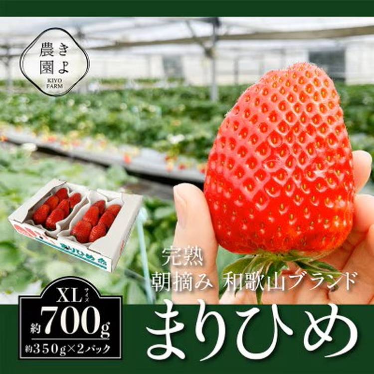 【和歌山県美浜町】先行受付 大粒まりひめイチゴ 朝摘 6個〜11個入×2パック ※2026年1月中旬〜3月下旬頃に順次発送予定 ※離島への配送不可