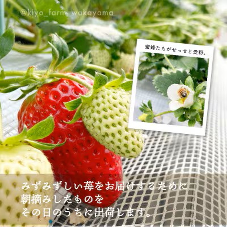 先行受付　大粒まりひめイチゴ　朝摘　6個～11個入×2パック ※2026年1月中旬～3月下旬頃に順次発送予定 ※離島への配送不可