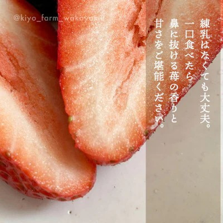 先行受付　大粒まりひめイチゴ　朝摘　6個～11個入×2パック ※2026年1月中旬～3月下旬頃に順次発送予定 ※離島への配送不可